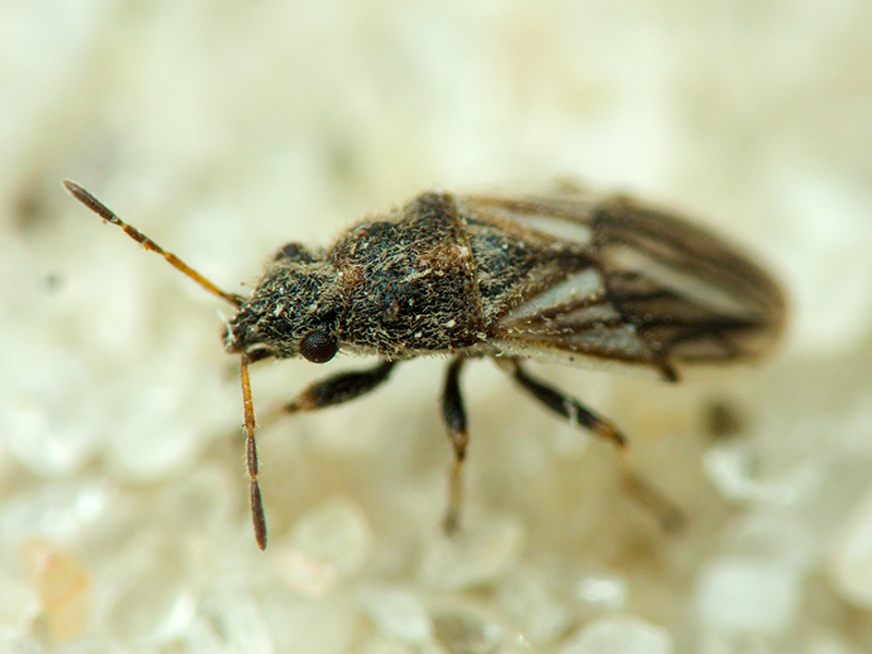 Camptotelus lineolatus (Schilling, 1829)